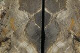 Petrified Wood (Oak) Bookends - Oregon #382147-1